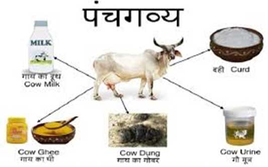 Panchagavya